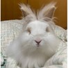 ライオンウサギの飼い主