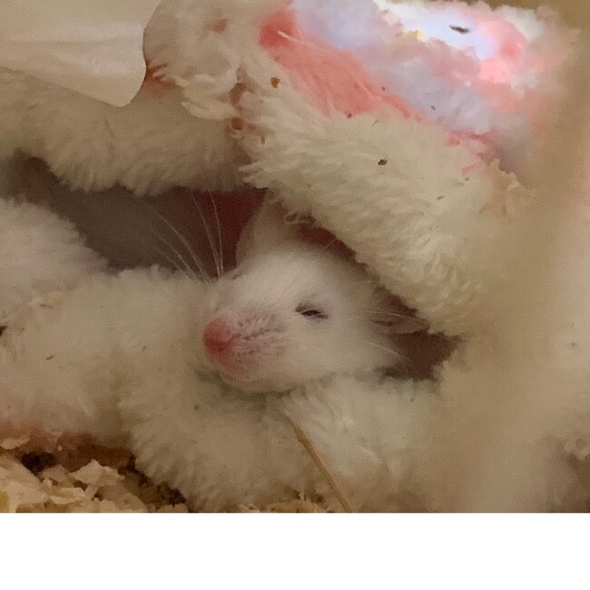 ライオンウサギの飼い主のカバー写真