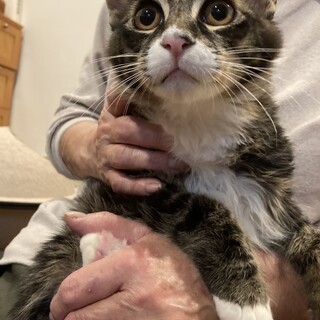 ワイルドな雰囲気の２兄弟　モコ太君とふわっとちゃん