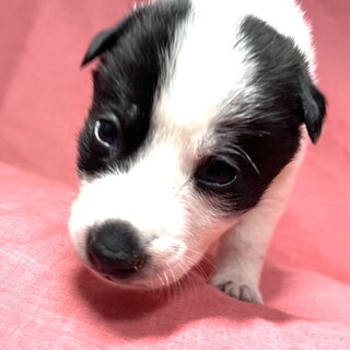 保健所からレスキューした子犬♂リュウ