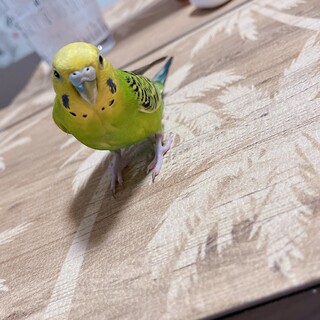 セキセイインコ♀　21年1月生まれ　