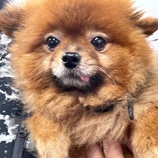 21-M739　小さな小さなポメ君♪