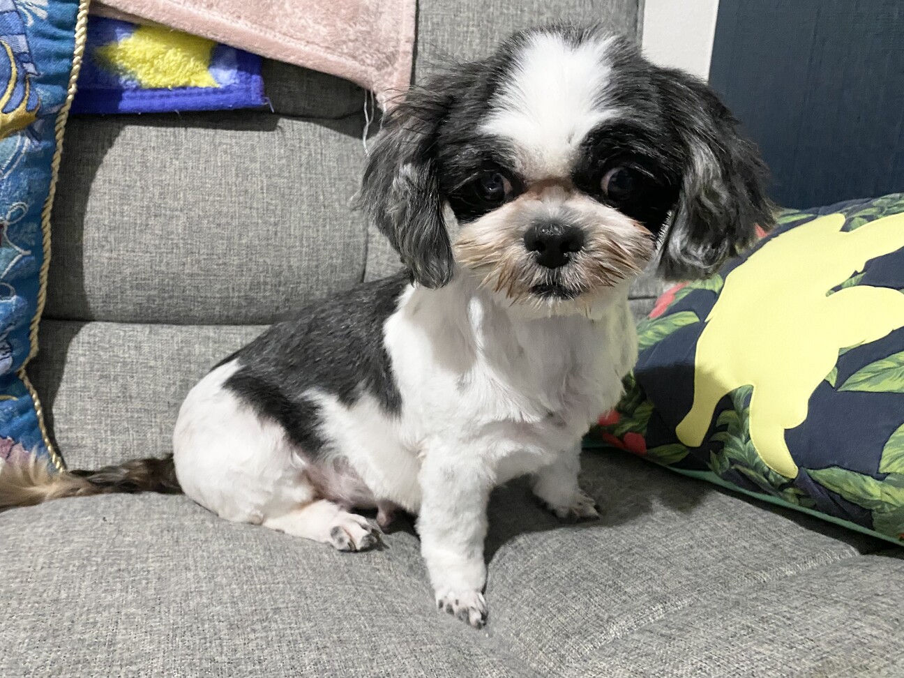 未使用【激レア】フォンテーヌ ドレッシーペット シーズ 犬