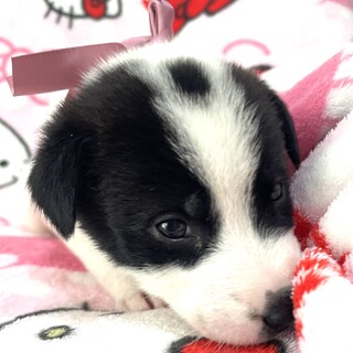 保健所からレスキューした子犬♀ラミ