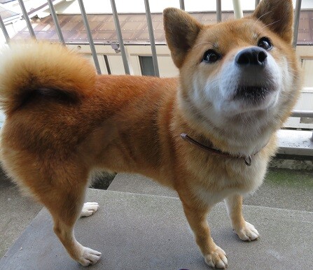 柴犬温厚なマリちゃん 千葉県 犬の里親募集 ペットのおうち 月間利用者150万人 柴犬温厚なマリちゃん 千葉県 犬の里親募集 ペットのおうち 月間利用者150万人