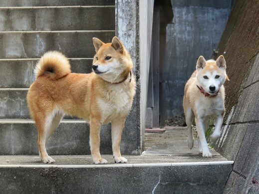 柴犬温厚なマリちゃん 千葉県 犬の里親募集 ペットのおうち 月間利用者150万人 柴犬温厚なマリちゃん 千葉県 犬の里親募集 ペットのおうち 月間利用者150万人