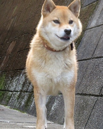 柴犬温厚なマリちゃん 千葉県 犬の里親募集 ペットのおうち 月間利用者150万人 柴犬温厚なマリちゃん 千葉県 犬の里親募集 ペットのおうち 月間利用者150万人