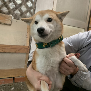 懐っこい女の子　５歳の柴犬　マユちゃん