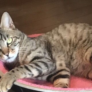 皿倉山のサラくん