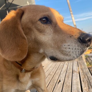 永遠の家族が見つかりました！