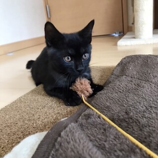 子猫のジジくん