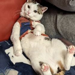 トラ男1番えらそー