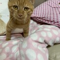 超甘えん坊の茶トラちゃん