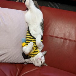 「トラ男1番えらそー」サムネイル3