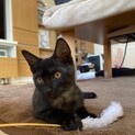 子猫のキキちゃん