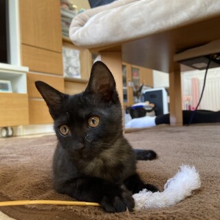 子猫のキキちゃん