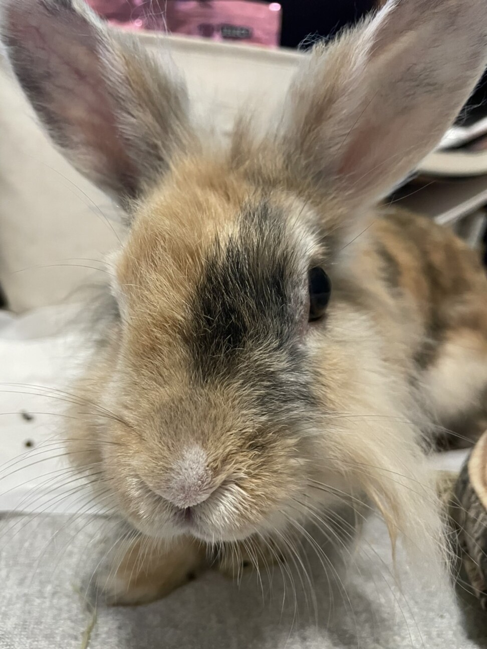 オシャレなハーレクイン風 埼玉県 小動物の里親募集 ペットのおうち 月間利用者150万人