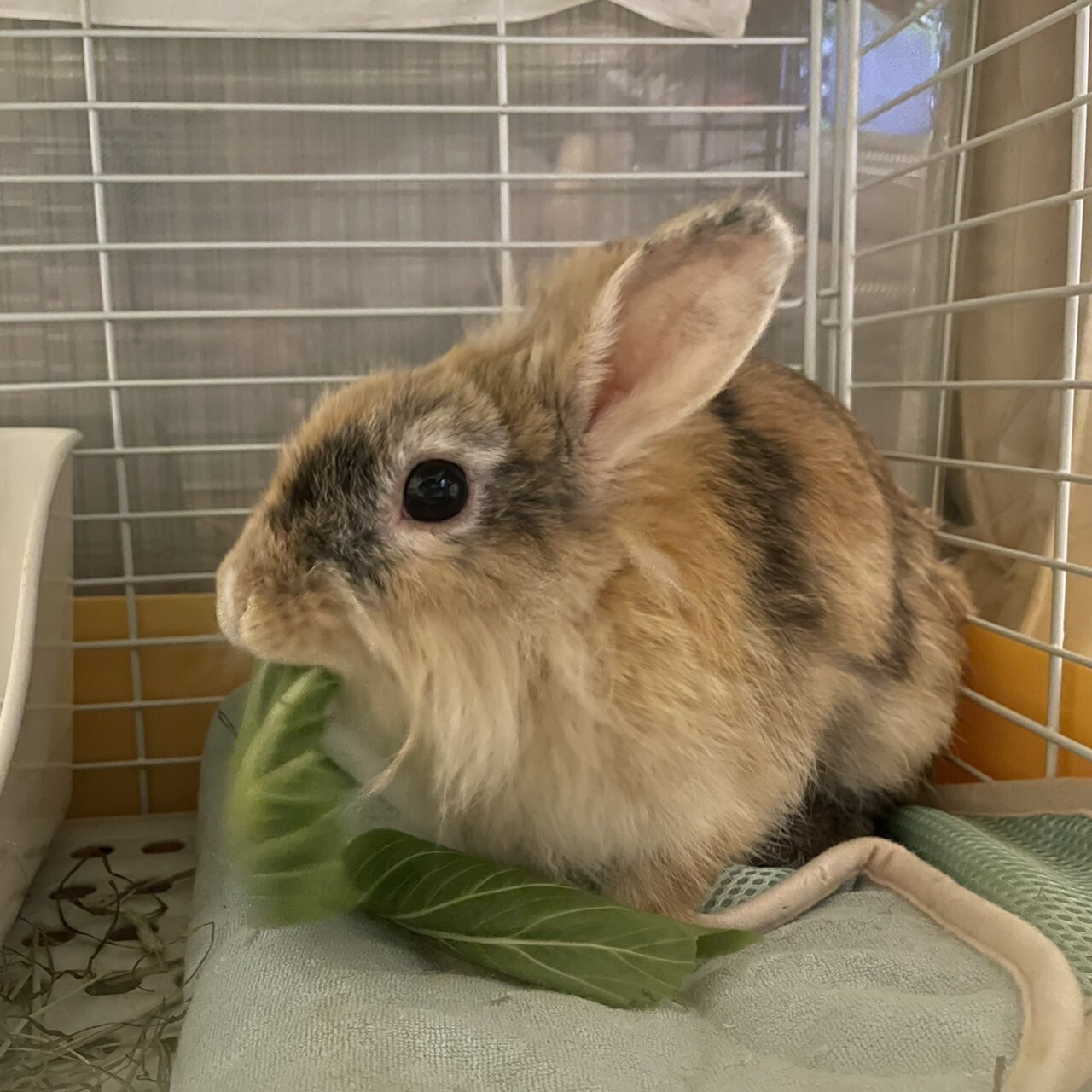 オシャレなハーレクイン風 埼玉県 小動物の里親募集 ペットのおうち 月間利用者150万人