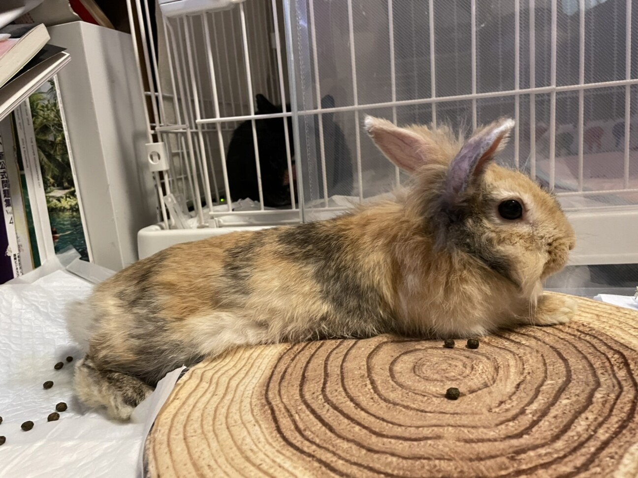 オシャレなハーレクイン風 埼玉県 小動物の里親募集 ペットのおうち 月間利用者150万人