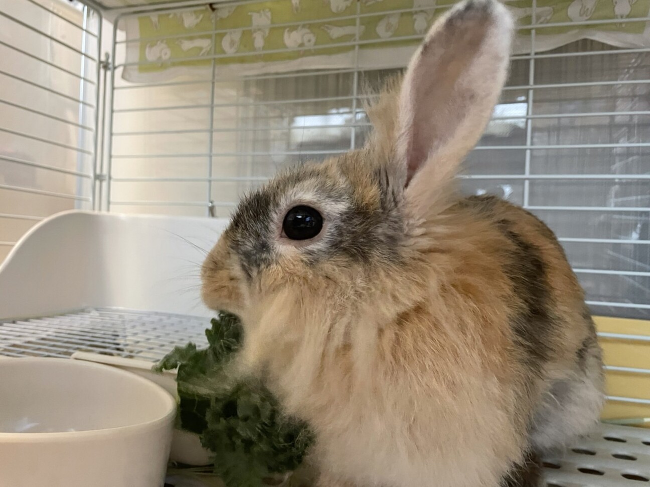 オシャレなハーレクイン風 埼玉県 小動物の里親募集 ペットのおうち 月間利用者150万人