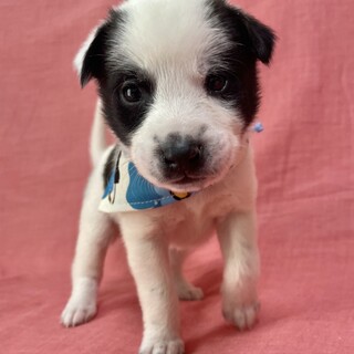 保健所からレスキューした子犬♂ダン