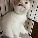 可愛い茶白ちゃん
