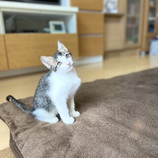 子猫のトンボくん