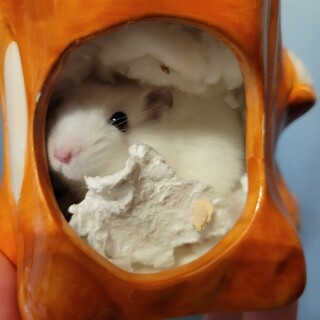 パールホワイト　ハムスター　オス