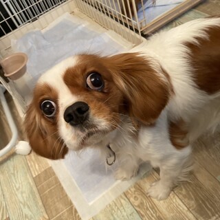 穏やかなキャバリア♀ジャスミンちゃん