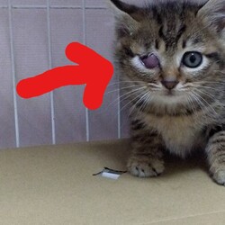 やっと保護できたキジトラの子猫2匹 続き4