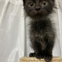 長毛の男の子　クッパ君