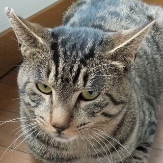 トライアル中 　優しく シャイなとらくん