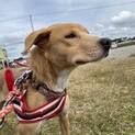 母犬マリアの温かいお家を探しています