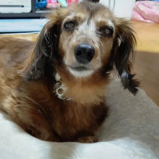 ミニチュアダックスの女の子 プラリネちゃん