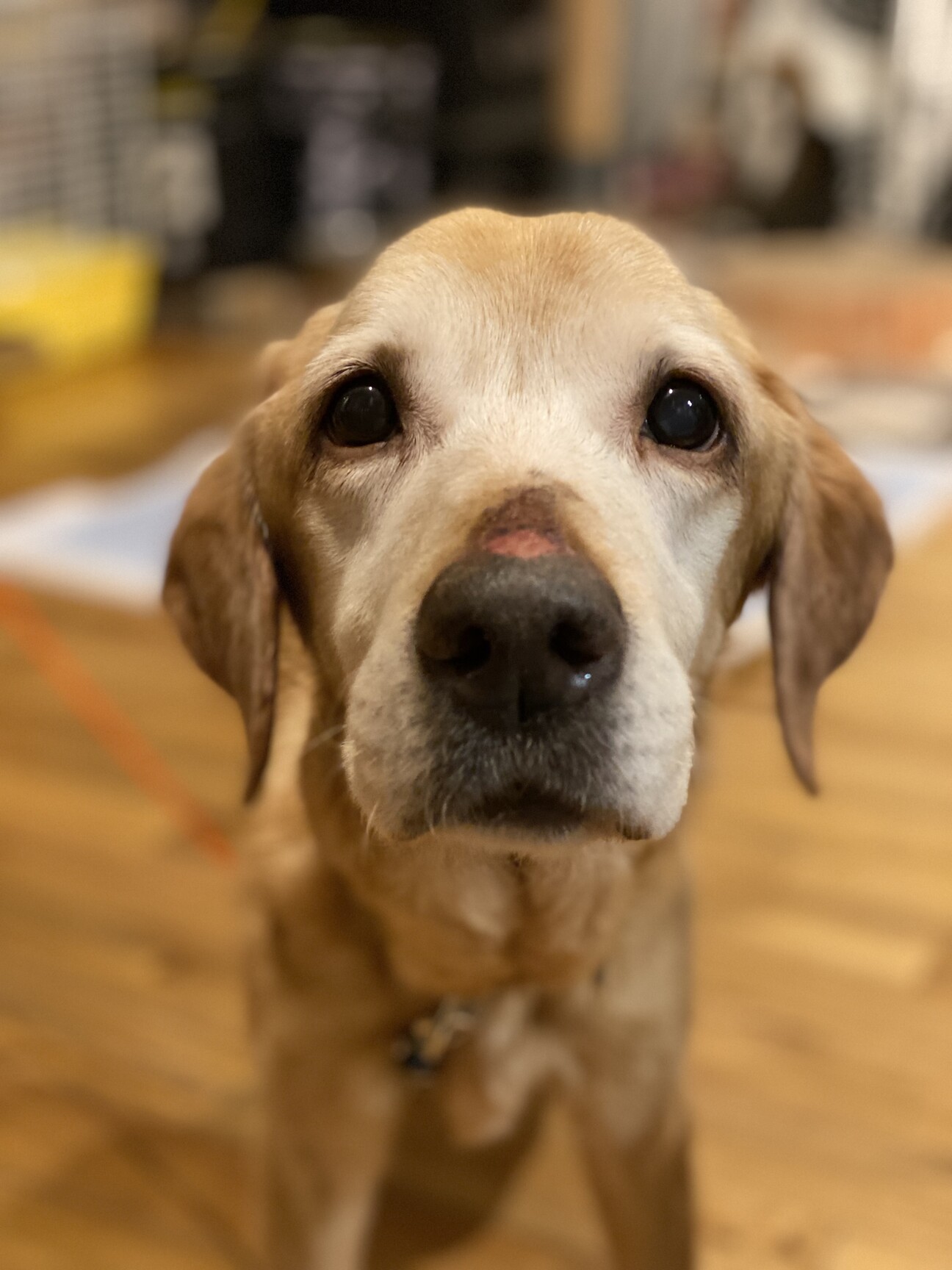 ラブラドールレトリバーの 栃木県 犬の里親募集 ペットのおうち 月間利用者150万人