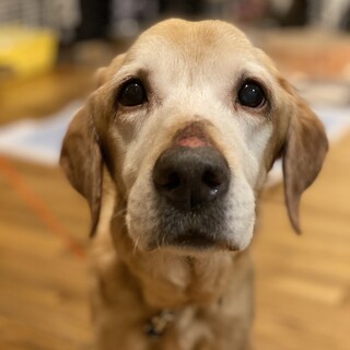 ラブラドールレトリバーの女の子、花