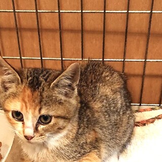 こまちゃん