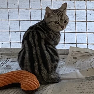 アメショー 女の子