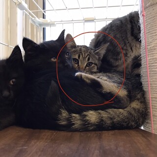 宮崎県が募集対象の猫の里親募集情報 :: ペットのおうち【月間利用者 