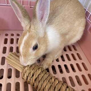 ミニウサギの里親様募集いたします、代理募集です