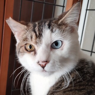 ビビリの銀次郎です！