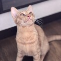 茶虎ゴロゴロ活発Boy人馴れ◎お子様OKよもぎ君