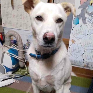 レイくん、人が大好き、尻尾ブンブンです