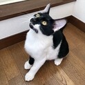 お茶目な白黒柄♡人馴れ◎お子様OKおはぎ君