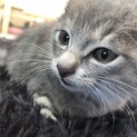 【急募】可愛い子猫もらってください！