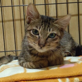 奇麗な大きな目と瞳が可愛いキジトラの男の子