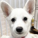 MIX子犬の女の子 ワルツちゃん