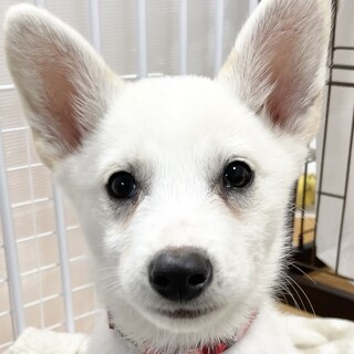 MIX子犬の女の子 ワルツちゃん