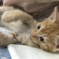 れお
