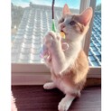 【募集一時停止】茶白女子♡和栗ちゃん